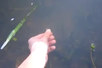 Xem câu cá bằng tay không cực đỉnh