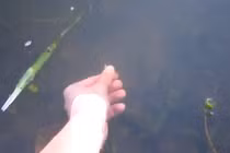 Xem câu cá bằng tay không cực đỉnh