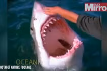 Thót tim cảnh vuốt ve miệng cá mập giữa biển