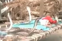 Kỳ lạ 4 con rắn bảo vệ em bé khi ngủ