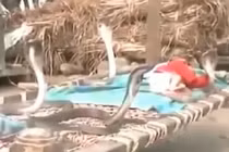 Kỳ lạ 4 con rắn bảo vệ em bé khi ngủ