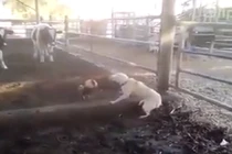 Trận hỗn chiến giữa chó và gà trống