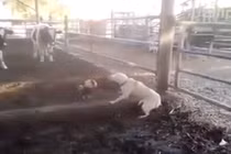 Trận hỗn chiến giữa chó và gà trống