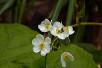 Kỳ lạ loài hoa trở nên trong suốt khi gặp mưa