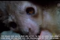 Giật mình loài khỉ được coi là hiện thân của ác quỷ