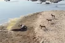 Clip: Cá sấu lên bờ cướp trắng mồi của đàn chó hoang