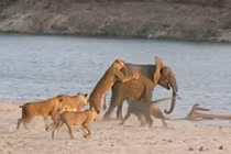 Voi con vùng vẫy thoát khỏi bầy sư tử