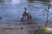 Chó hoang lôi tuột linh dương lên bờ xẻ thịt