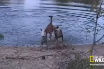 Chó hoang lôi tuột linh dương lên bờ xẻ thịt