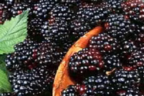 Tác dụng kỳ diệu của quả dâu ta 