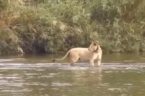 Clip sư tử cái phát điên vì bị cá sấu ăn mất con