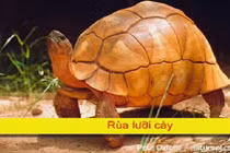 Clip: Khám phá 10 loài động vật cực hiếm trên thế giới