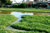 Rau muống, cá rô phi sông Nhuệ nhiễm kim loại nặng