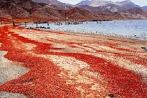 Ấn tượng màn di cư của hàng triệu con cua đỏ