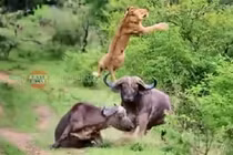 Bảo vệ “bạn tình”, trâu rừng húc thủng bụng sư tử