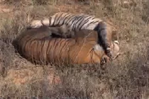 Tranh bạn tình, cặp hổ đánh nhau dữ dội