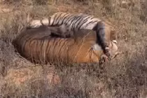 Tranh bạn tình, cặp hổ đánh nhau dữ dội