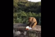 Clip: Chú khỉ mất vía vì trò đùa quái ác 