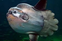 Thủy quái có hình dạng kỳ lạ nhất đại dương