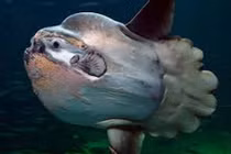 Thủy quái có hình dạng kỳ lạ nhất đại dương