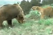 Sư tử lì lợm xua đuổi gấu để bảo vệ con