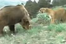 Sư tử lì lợm xua đuổi gấu để bảo vệ con
