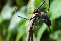 Không tin nổi nhện xơi tái rắn dài cả mét