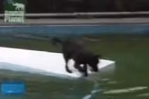 Clip: Chú chó siêu thông minh