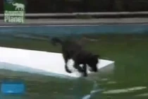 Clip: Chú chó siêu thông minh