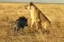Clip: Lợn lòi liều mạng tấn công sư tử