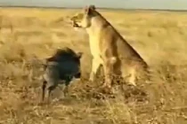 Clip: Lợn lòi liều mạng tấn công sư tử