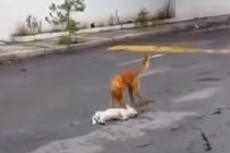 Cảm động chú chó biết xót thương đồng loại