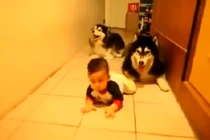 Hài hước em bé tập bò cùng cún yêu
