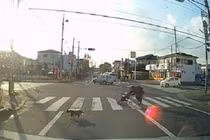 Chú mèo tốt bụng đưa cụ già sang đường