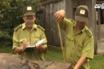 Kiểm lâm bảo kê cho lâm tặc tại Quảng Nam