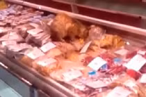 Mèo to gan ăn vụng bữa hải sản 22 triệu đồng