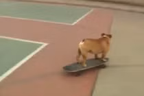 Kỳ lạ lớp học trượt ván dành cho các chú chó