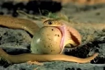 Clip: Rắn nuốt quả trứng “khủng“