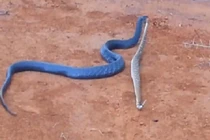 Rắn xanh Indigo ăn thịt rắn chuông