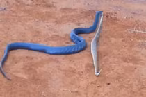 Rắn xanh Indigo ăn thịt rắn chuông