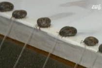 Nghiên cứu chữa bệnh ung thư từ nước bọt của bọ chét