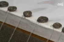 Nghiên cứu chữa bệnh ung thư từ nước bọt của bọ chét