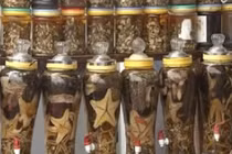 Bí kíp uống rượu không say, không hại