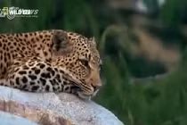 Xúc động báo mẹ trả thù trăn khổng lồ nuốt báo con