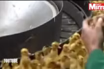 Hàng trăm con vịt sống bị ném vào máy xay làm phân bón