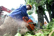 Công ty Beepro "biến mất", 106 cây cổ thụ ở đường Kim Mã bị di dời giờ ra sao?