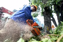 Công ty Beepro "biến mất", 106 cây cổ thụ ở đường Kim Mã bị di dời giờ ra sao?