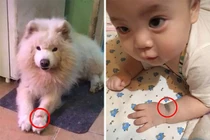 Nhìn điểm lạ trên tay con trai mới sinh, mẹ bật khóc vì sự trùng hợp