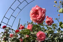 Lịm tim trước thiên đường hoa hồng của vợ chồng Hải Phòng