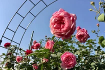 Lịm tim trước thiên đường hoa hồng của vợ chồng Hải Phòng